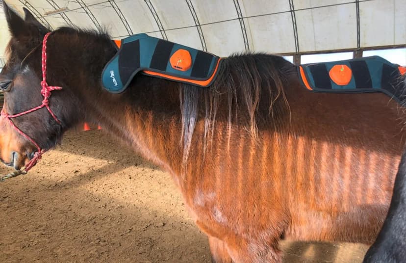 Horses Love BEMER!